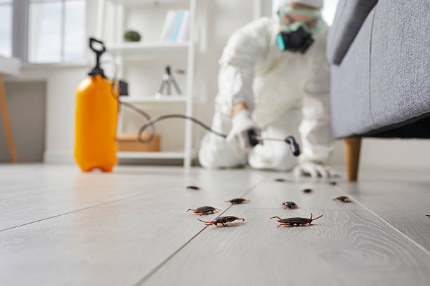 Commercial Rodent Management in Monte Vista